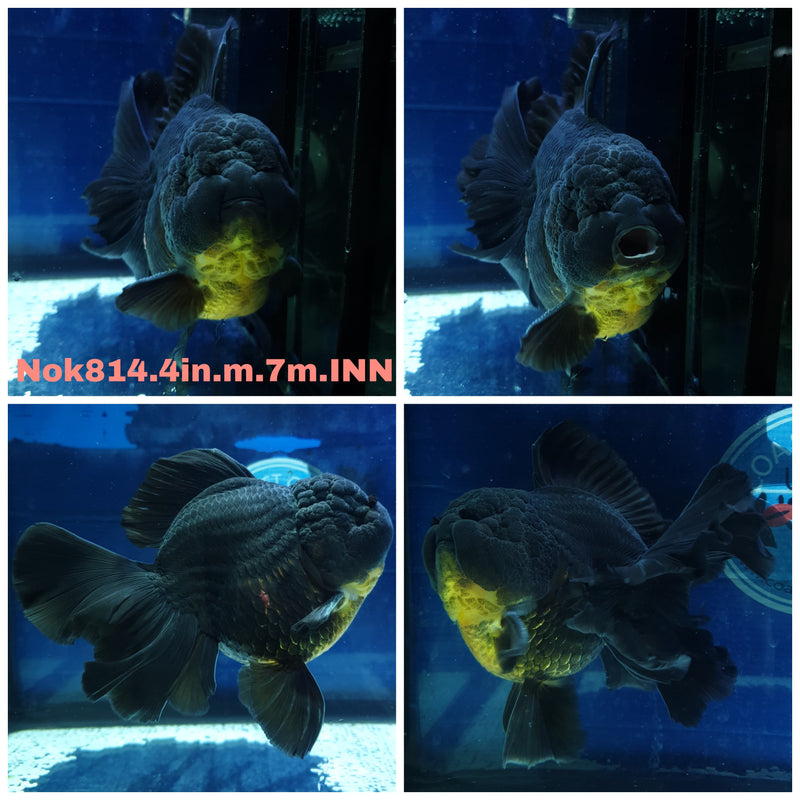 (NOK-814) Thai Black Orchid Tail Oranda 4.00 inch Body Male 7 Months Age