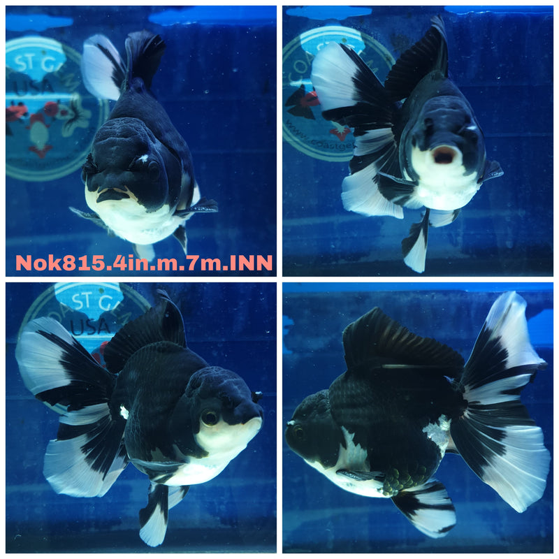 H(NOK-815) Thai Panda Orchid Tail Oranda 4.00 inch Body Male 7 Months Age