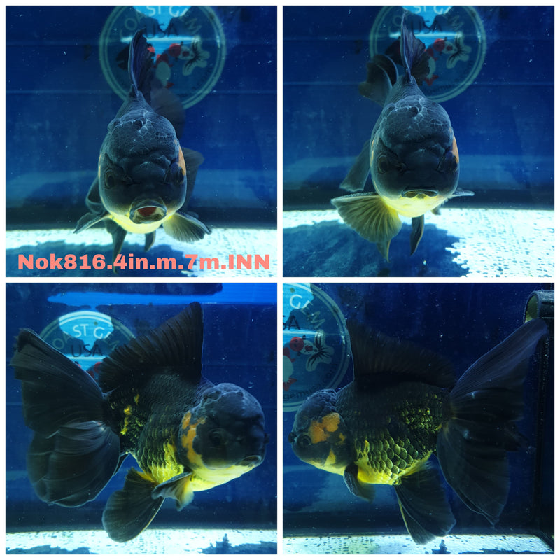 (NOK-816) Thai Apache Orchid Tail Oranda 4.00 inch Body Male 7 Months Age