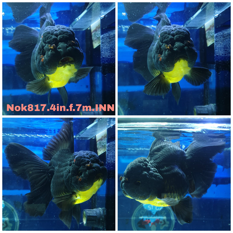 (NOK-817) Thai Black Orchid Tail Oranda 4.00 inch Body Female 7 Months Age