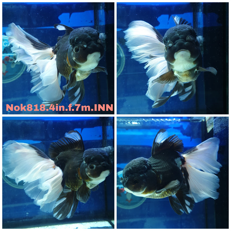 H(NOK-818) Thai Panda Orchid Tail Oranda 4.00 inch Body Female 7 Months Age