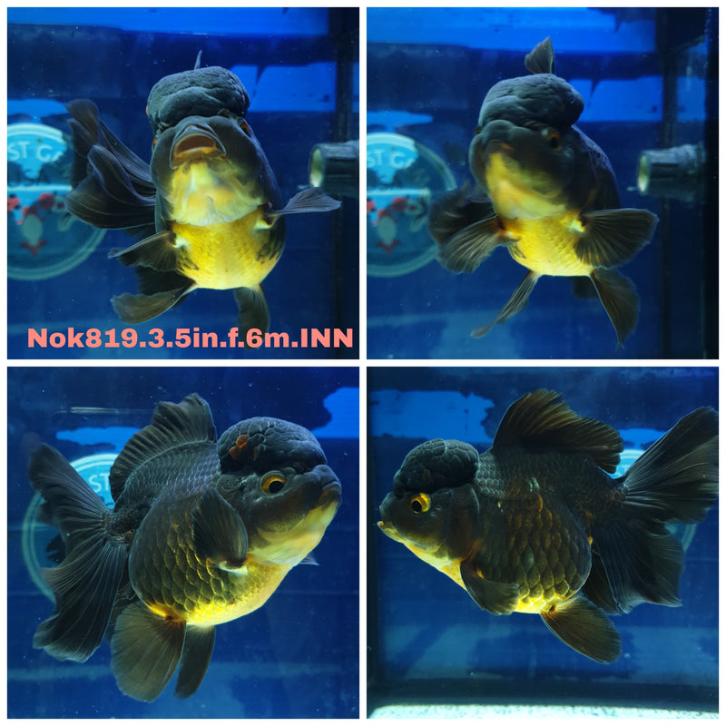 (NOK-819) Thai Black Orchid Tail Oranda 3.50 inch Body Female 6 Months Age