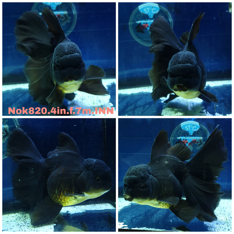 H(NOK-820) Thai Black Orchid Tail Oranda 4.00 inch Body Female 7 Months Age