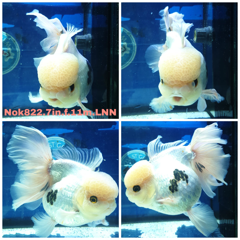 H(NOK-822) Thai Super Jumbo Panda Orchid Tail Oranda 7.00 inch Body Female 11 Months Age