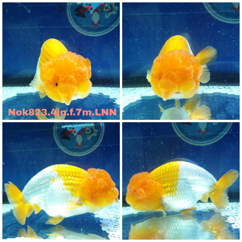 H(NOK-823) Thai Red/White Ranchu 4.00 inch Body Female 7 Months Age