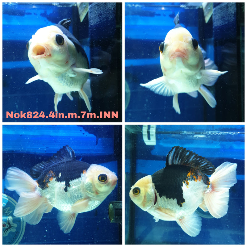 (NOK-824) Thai Giant Breed Tri Color Orchid Tail Oranda 4.00 inch Body Male 7 Months Age