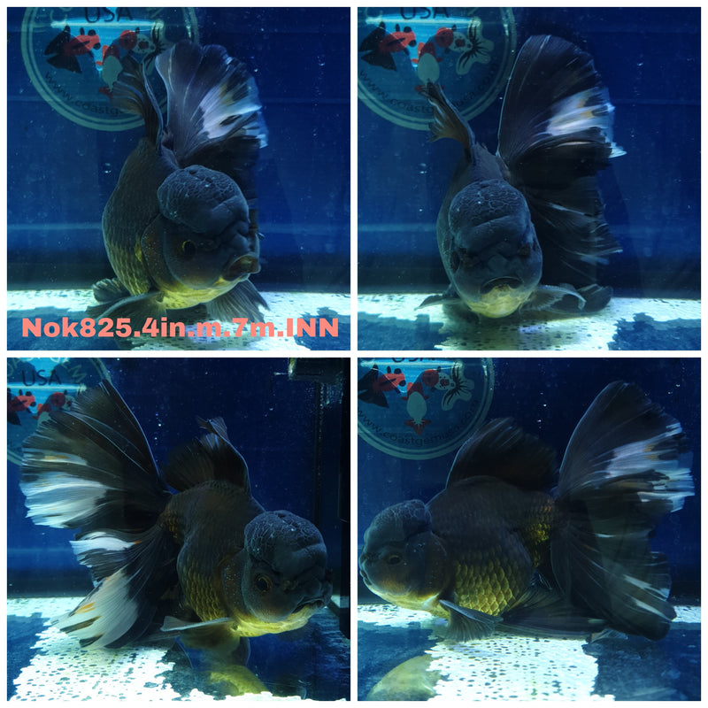 H(NOK-825) Thai Black Orchid Tail Oranda 4.00 inch Body Male 7 Months Age