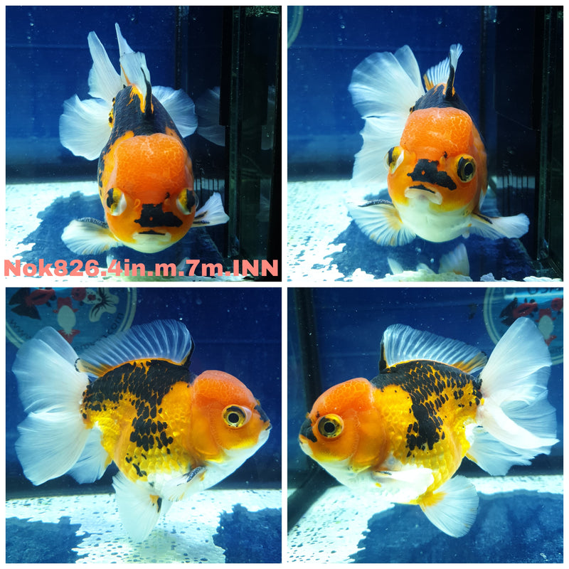 (NOK-826) Thai Apache Orchid Tail Oranda 4.00 inch Body Male 7 Months Age