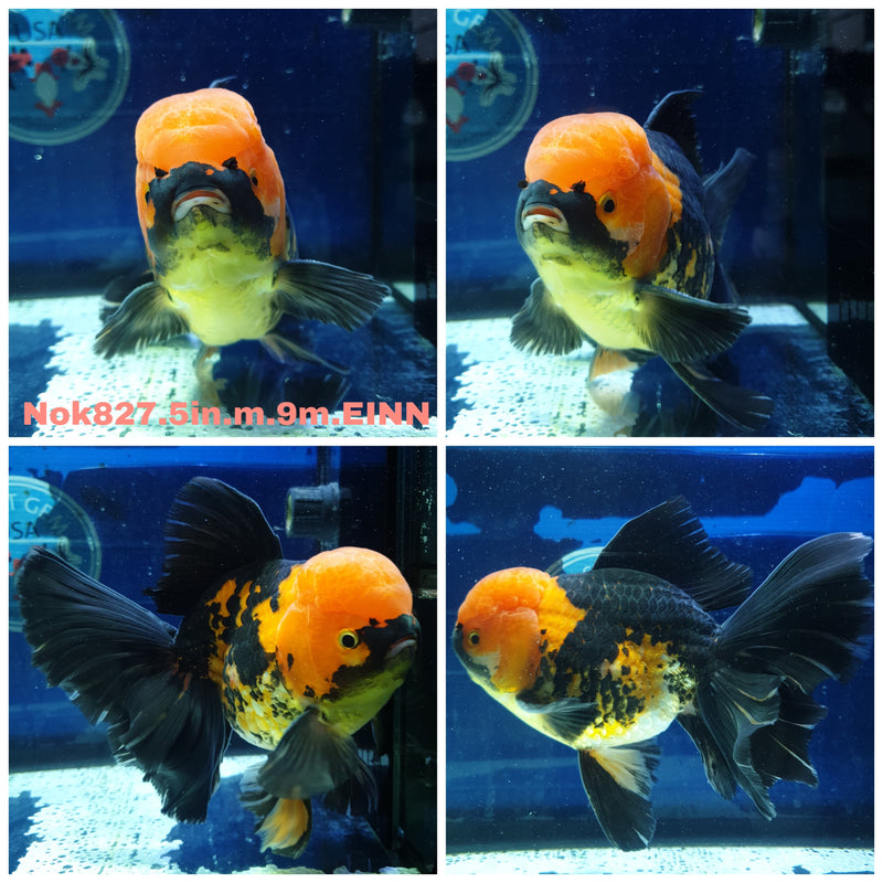 (NNN-NOK-827) Thai Jumbo Apache Orchid Tail Oranda 5.00 inch Body Male 9 Months Age R1A03