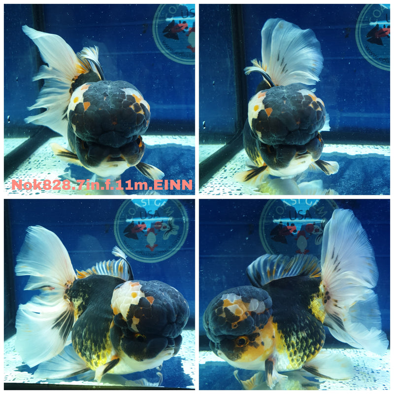 H(NOK-828) Thai Super Jumbo Special Color Apache Orchid Tail Oranda7.00 inch Body Female 11 Months Age