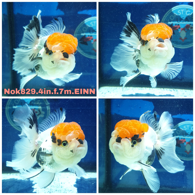 (NOK-829) Thai Tri Color Orchid Tail Oranda 4.00 inch Body Female 7 Months Age