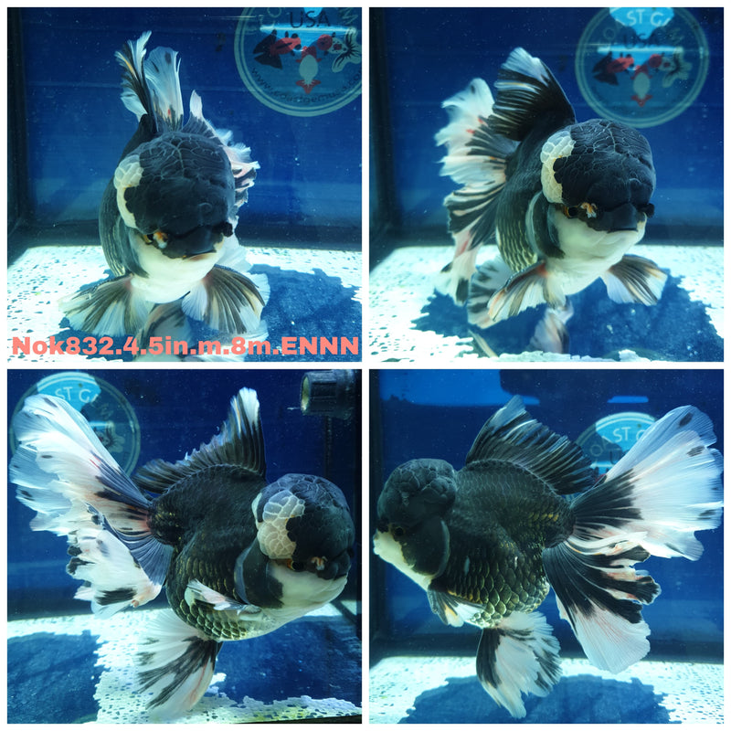 (NOK-832) Thai Jumbo Panda Orchid Tail Oranda 4.50 inch Body Male 8 Months Age