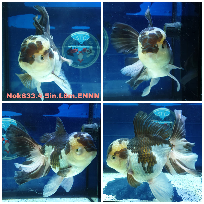 (NOK-833) Thai Jumbo Panda Orchid Tail Oranda 4.50 inch Body Female 8 Months Age