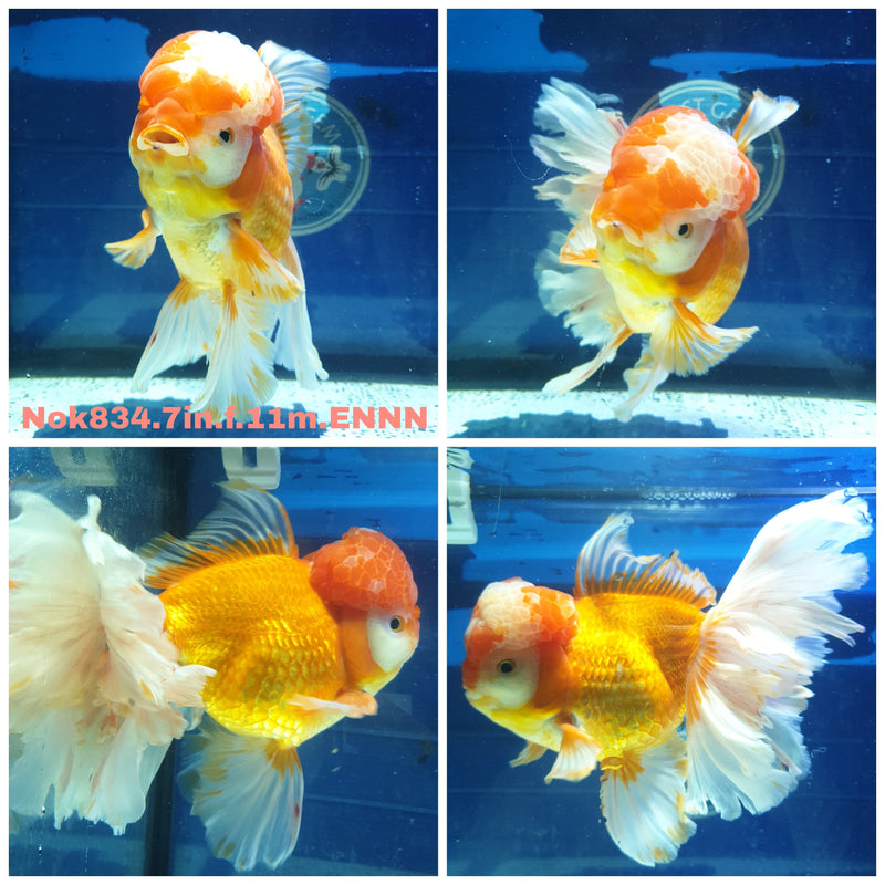 H(NOK-834) Thai Super Jumbo Red/White Orchid Tail Oranda 7.00 inch Body Female 11 Months Age