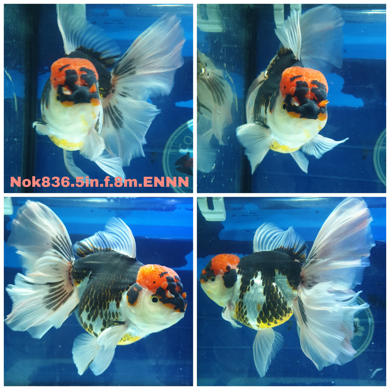 (NOK-836) Thai Jumbo Tri Colo Orchid Tail Oranda 5.00 inch Body Female 8 Months Age