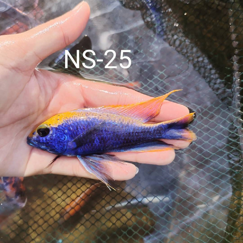 Live Freshwater Cichlid Yellow Blaze Z ROCK Cichlid (Otopharynx lithobates)(CHD-170)