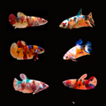 Female Live Betta Fish NEMO Koi Galaxy Plakat Our Choice (CBG-023) R7B05