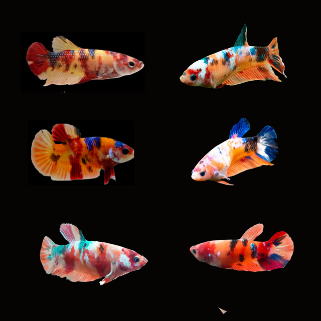 Nemo Koi Galaxy Plakat Female Betta