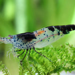 Live Freshwater Aquarium Fancy Shrimp Black Rili High Quality 10/$30, 20/$50 (Neocaridina sp.)(FS-006)