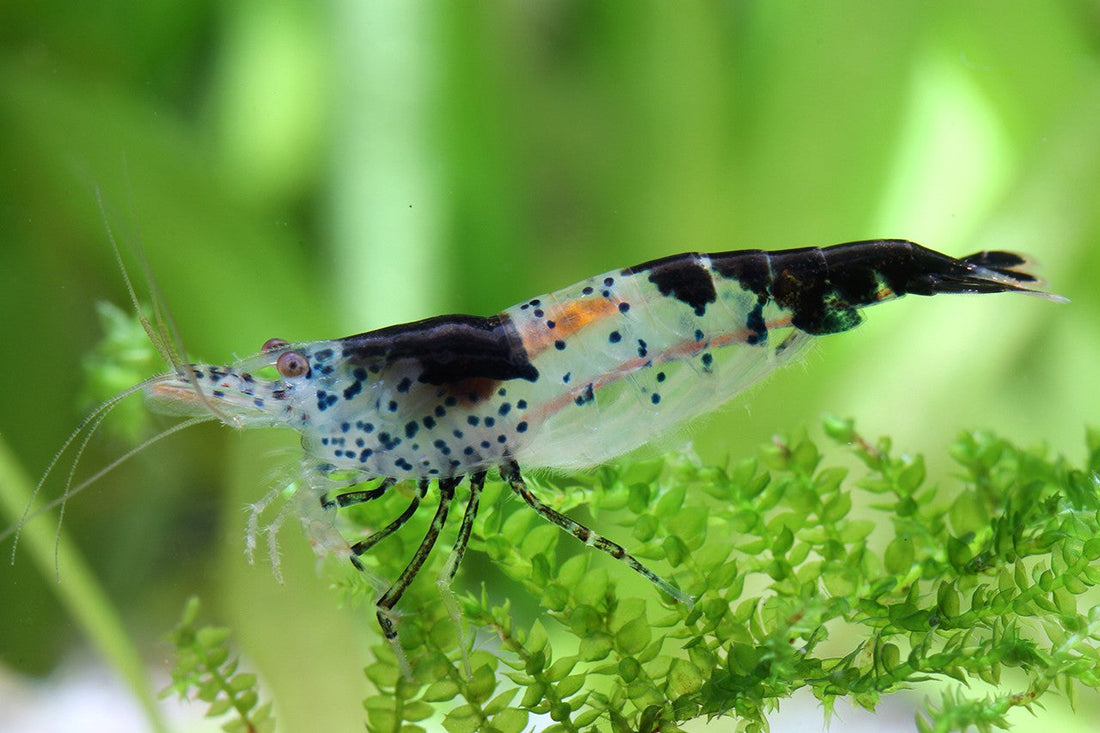 Live Freshwater Aquarium Fancy Shrimp Black Rili High Quality 10/$30, 20/$50 (Neocaridina sp.)(FS-006)
