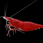 Live Freshwater Aquarium Premium Cherry Red Shrimp 10/$30, 20/$50 (Neocaridina sp.)(FS-015)