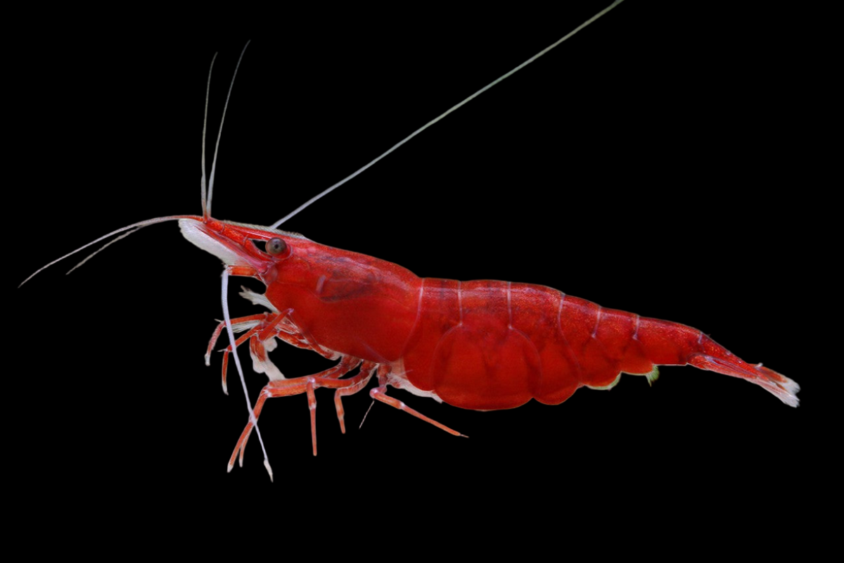 Live Freshwater Aquarium Premium Cherry Red Shrimp 10/$30, 20/$50 (Neocaridina sp.)(FS-015)