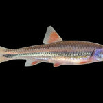 RAINBOW SHINER (NOTROPSIS CHROSOMUS)