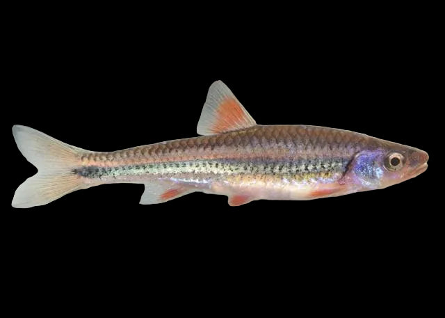 RAINBOW SHINER (NOTROPSIS CHROSOMUS)