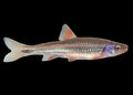 RAINBOW SHINER (NOTROPSIS CHROSOMUS)