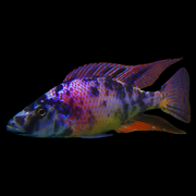 OB Compressiceps African Cichlid