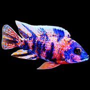 OB Peacock African Cichlid pink Base