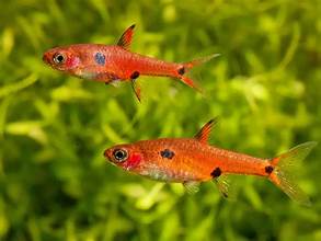 Live Tropical Nano Fish Dwarf Rasbora (Boraras maculatus)
