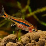 Live Tropical Nano Fish Exclamation Point Rasbora (Boraras urophthalmoides)