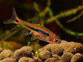 Live Tropical Nano Fish Exclamation Point Rasbora (Boraras urophthalmoides)