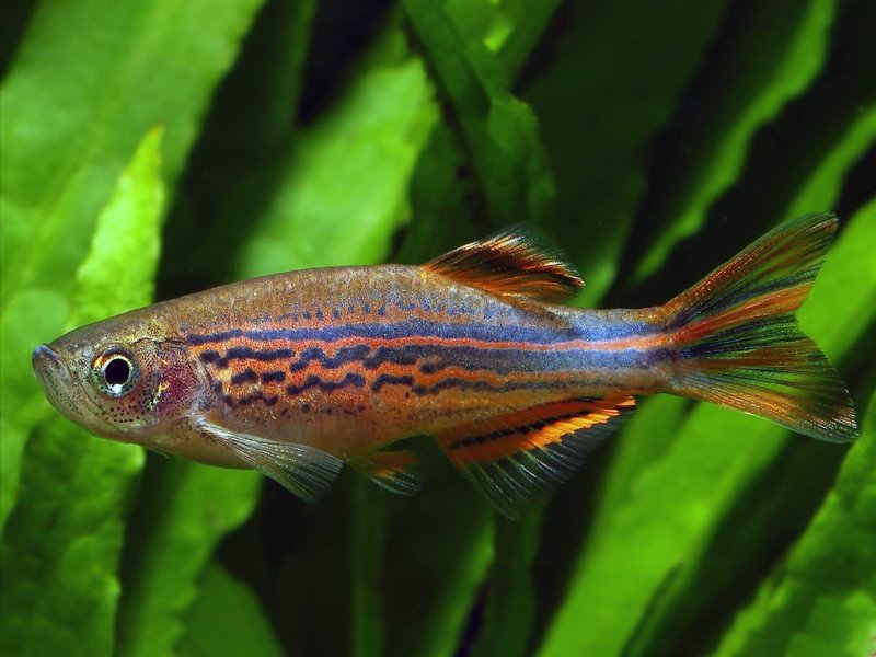 Live Tropical Freshwater Fish Kyathit Orange Fin Danio