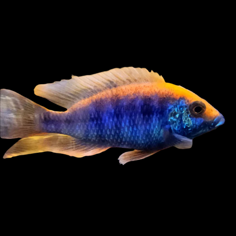 Ovatus African Cichlid