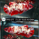 X Live Betta Fish Female Plakat Red Koi (PPD-277)