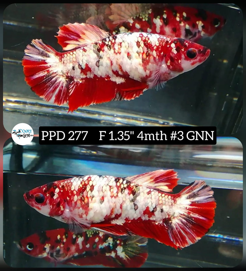 X Live Betta Fish Female Plakat Red Koi (PPD-277)