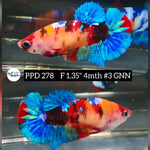 Live Betta Fish Female Plakat Nemo Koi (PPD-278)