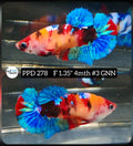 Live Betta Fish Female Plakat Nemo Koi (PPD-278)