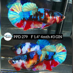 Live Betta Fish Female Plakat Nemo Koi (PPD-279)