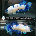 H Live Betta Fish Female Plakat Blue Marble (PPD-280)