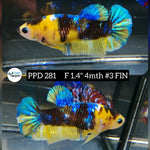 H Live Betta Fish Female Plakat Yellow Koi (PPD-281)