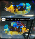 H Live Betta Fish Female Plakat Yellow Koi (PPD-281)