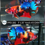 H Live Betta Fish Female Plakat Galaxy Nemo (PPD-282)