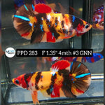 H Live Betta Fish Female Plakat Nemo Koi (PPD-283)