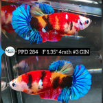 H Live Betta Fish Female Plakat Nemo Koi (PPD-284)