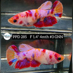 X Live Betta Fish Female Plakat Candy Nemo (PPD-285)
