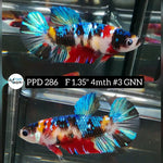 H Live Betta Fish Female Plakat Galaxy Nemo (PPD-286)