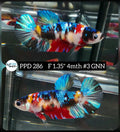 H Live Betta Fish Female Plakat Galaxy Nemo (PPD-286)